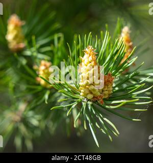 Kiefernknospen. Ein neuer Sprossen auf einem Kiefernzweig. Makro flacher Freiheitsgrad Stockfoto