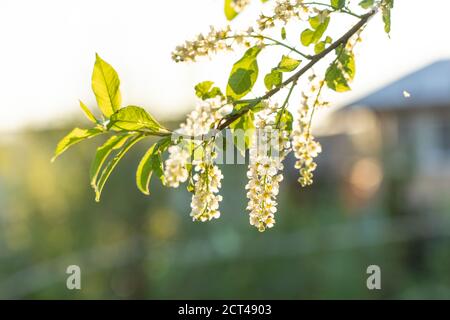 Blick auf einen blühenden Sweet Bird-Cherry Baum im Frühling Stockfoto