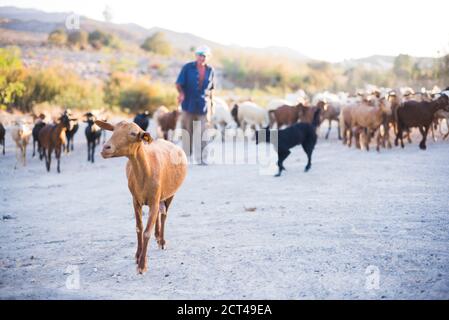 Ziegenhirte, Mojacar, Andalusien, Almeria, Spanien, Europa Stockfoto