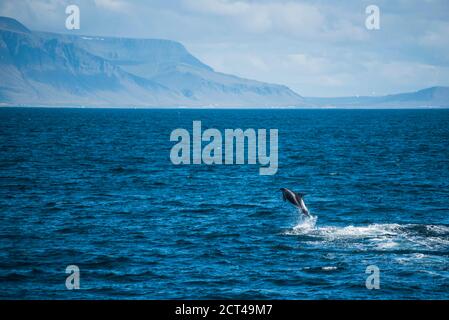 Weißschnabeldelfin (Lagenorhynchus albirostris) springt aus dem Wasser, Reykjavik, Island, Europa, Hintergrund mit Kopierraum Stockfoto