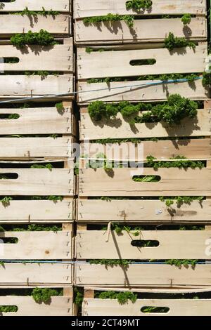 Ein hoher Stapel Holzkisten beim Bauern mit geernteter frischer grüner Petersilie, die aus den Rissen schiebt. Stockfoto
