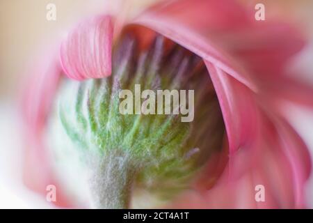 Rosa Barberton Gänseblümchen ist der gebräuchliche Name für die Gebera Jamesonii, auch bekannt als Transvaal oder Gerbera Gänseblümchen. Die große Auswahl an auffallenden Blütenkol Stockfoto