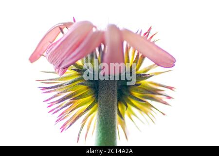 Rosa Barberton Gänseblümchen ist der gebräuchliche Name für die Gebera Jamesonii, auch bekannt als Transvaal oder Gerbera Gänseblümchen. Die große Auswahl an auffallenden Blütenkol Stockfoto