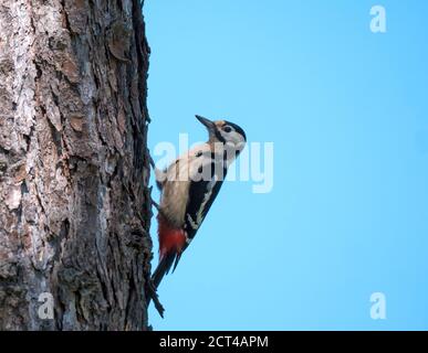 Nahaufnahme Männchen der Buntspecht, Dendrocopos major, thront auf dem Stamm der Lärche. Blauer Himmel Hintergrund. Selektiver Fokus. Stockfoto