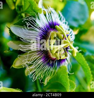 Passiflora, auch als die Leidenschaft Blumen oder Leidenschaft Reben genannt, ist eine Pflanzenart aus der Gattung der über 550 Arten von Blütenpflanzen, die Art der Gattung der Familie Pass Stockfoto