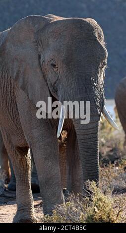 Afrikanische Elefant (Loxodonta africana) Kuh - Südafrika Stockfoto