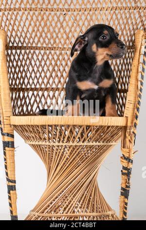 Ein Porträt eines niedlichen Jack Russel Terrier Hundes auf einem Rattanstuhl sitzend, isoliert auf einem weißen Hintergrund Stockfoto