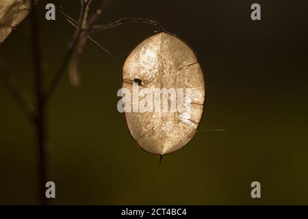 Hinterleuchtete transluzente Silikel von Lunaria annua, auch bekannt als Ehrlichkeit, Geldanlage oder Judaspende Stockfoto