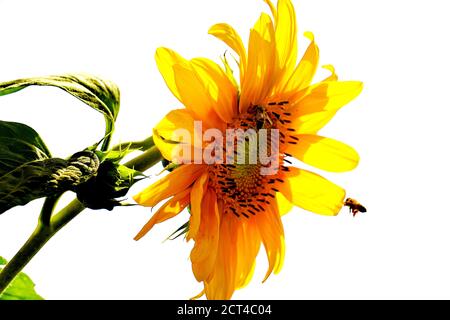 Verwelkt gelbe Gänseblümchen auf weißem Hintergrund Stockfoto