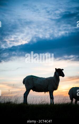 Schafe bei Sonnenuntergang auf Cleve Hill, Teil des Cotswold Hill, Cheltenham, die Cotswolds, Gloucestershire, England, Großbritannien, Europa Stockfoto