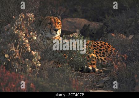 Wilder männlicher Gepard (Acinonyx jabatus entspannt in der späten Nachmittagssonne Stockfoto