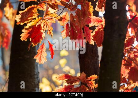 Schöner Herbsthintergrund, Sonne scheint durch rote Eichenblätter Stockfoto