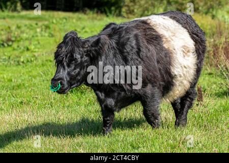 Ein Bild in voller Länge von einem galloway-Stier, der auf der Weide liegt Und hat einen grünen Ring durch seine Nase Stockfoto