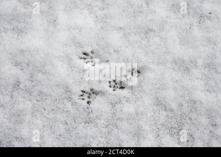 Eichhörnchen Sciurus Vulgaris, Spuren im Schnee, Normandie Stockfoto