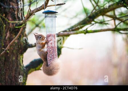 Red Squirrel Fütterung am Loch an Eilein, Aviemore, Cairngorms National Park, Schottland, Vereinigtes Königreich, Europa Stockfoto