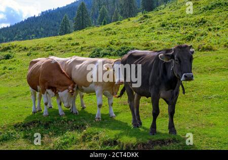 Drei junge Kühe (Fleckvieh und Grauvieh) in schwarz, beige und braun auf der Steineckenalp in Kärnten, Österreich Stockfoto