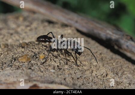 Bullet Ant, Paraponeragroße Clavata, Costa Rica Stockfoto