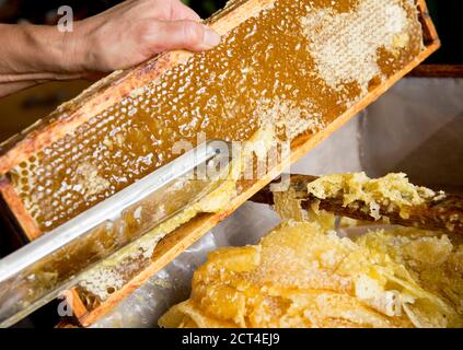 Extraktion von Honig aus Wabenkonzept. Nahaufnahme des Imkers, der Wachsdeckel mit heißem Messer aus der Wabe zur Honiggewinnung schneidet. Stockfoto