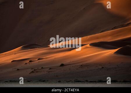 Kontrastiert von den Oxidreichen roten Sanddünen im großen Sandmeer Namibias. Stockfoto