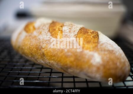 Hausgemachtes Vollkornbrot, frisch gebacken Stockfoto