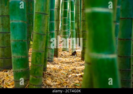 Bambuswald am traditionellen Gardengarten Stockfoto