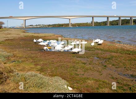 Mute Swans, Cygnus olor, Fütterung, Fluss Orwell in der Nähe der Orwell-Brücke, Wherstead, Suffolk, England, Großbritannien Stockfoto