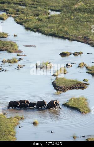 Elefanten überqueren einen Fluss im Krüger National Park, Südafrika. Stockfoto