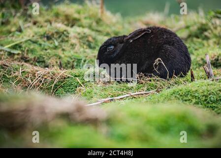 Black Rabbit, Skomer Island, Pembrokeshire Coast National Park, Wales, Vereinigtes Königreich Stockfoto