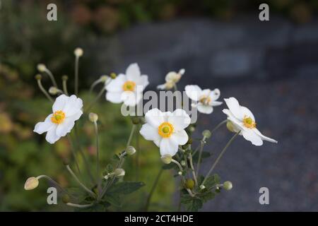 Blühende Anemonen, weiße Blumen im Garten Stockfoto