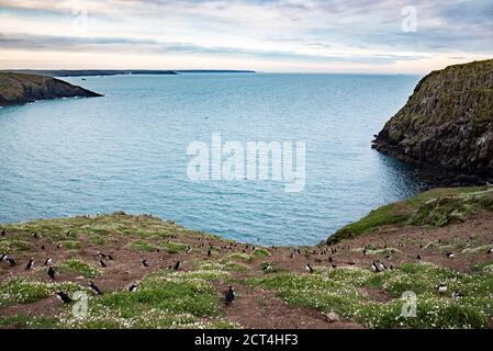 Papageientaucher auf Skomer Island, Pembrokeshire Coast National Park, Wales, Vereinigtes Königreich Stockfoto