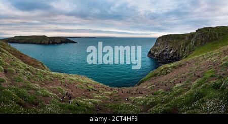 Papageientaucher auf Skomer Island, Pembrokeshire Coast National Park, Wales, Vereinigtes Königreich Stockfoto