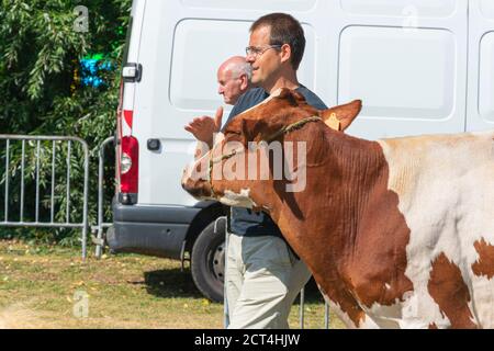 Kieldrecht, Belgien, 1. September 2019, man geht mit seiner weiß-roten Kuh in einen Wettbewerb Stockfoto