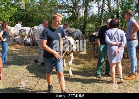 Kieldrecht, Belgien, 1. September 2019, Mann mit einem Kalb bei einem Kuhwettbewerb Stockfoto