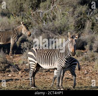 Kap Berg Zebra (Equus Zebra Zebra) mit Fohlen Stockfoto