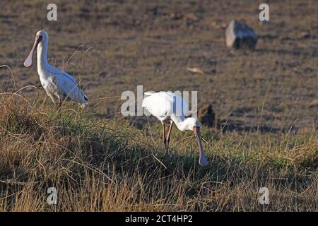 Afrikanischer Löffelvogel im Pilanesberg National Park, Südafrika Stockfoto