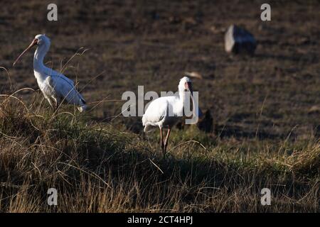 Afrikanischer Löffelvogel im Pilanesberg National Park, Südafrika Stockfoto