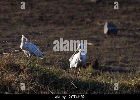 Afrikanischer Löffelvogel im Pilanesberg National Park, Südafrika Stockfoto