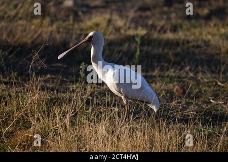 Afrikanischer Löffelvogel im Pilanesberg National Park, Südafrika Stockfoto