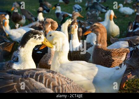 Zwei Gänse in einer Herde Gänse auf dem Feld Stockfoto