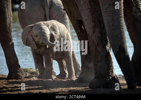 Ein Elefantenkalb im Etosha National Park, Namibia. Stockfoto