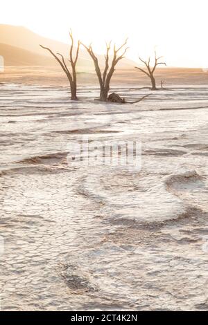 High Key Bild von toten Bäumen in der berühmten Touristenattraktion von Deadvlei, Namibia. Stockfoto