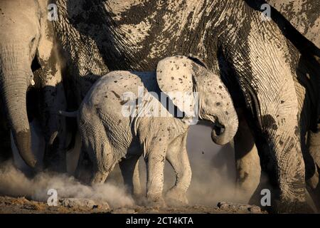 Ein Elefantenkalb im Etosha National Park, Namibia. Stockfoto