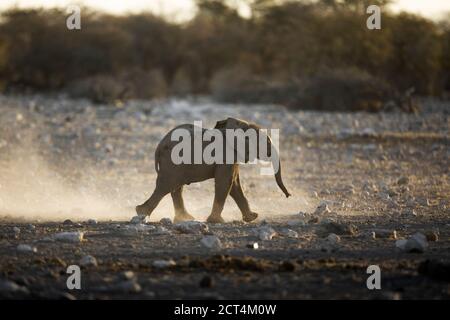 Ein Elefantenkalb im Etosha National Park, Namibia. Stockfoto