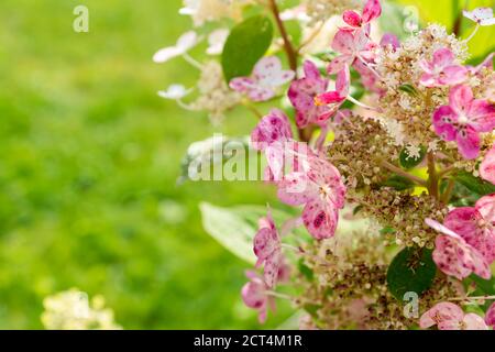 Rosa Hortensia Blume Blüten auf grünem Hintergrund Stockfoto