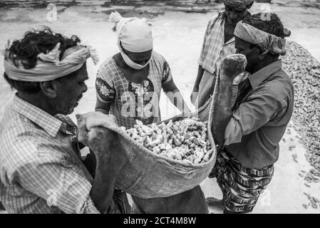 Sortierung von Ingwer auf einem Markt in Fort Kochi (Cochin), Kerala, Indien Stockfoto