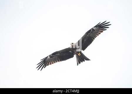 Kleiner Fischadler (Haliaeetus Humilis), Kappil Beach, Varkala, Kerala, Indien Stockfoto