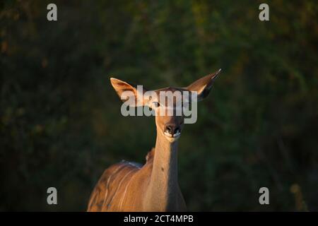 Ein weiblicher Kudu im Morgenlicht. Stockfoto