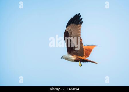 Kleiner Fischadler (Haliaeetus Humilis), Kappil Beach, Varkala, Kerala, Indien Stockfoto