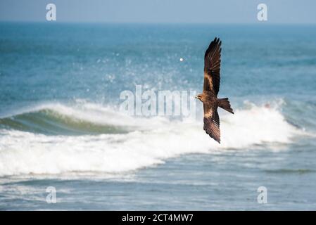 Kleiner Fischadler (Haliaeetus Humilis), Kappil Beach, Varkala, Kerala, Indien Stockfoto