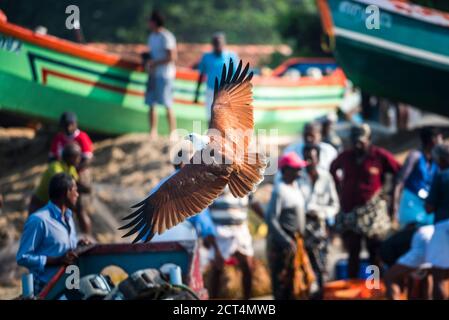 Kleiner Fischadler (Haliaeetus Humilis), Kappil Beach, Varkala, Kerala, Indien Stockfoto